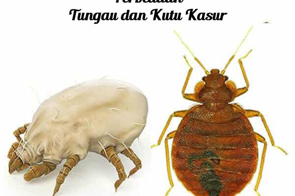 Perbedaan Tungau dan Kutu Kasur