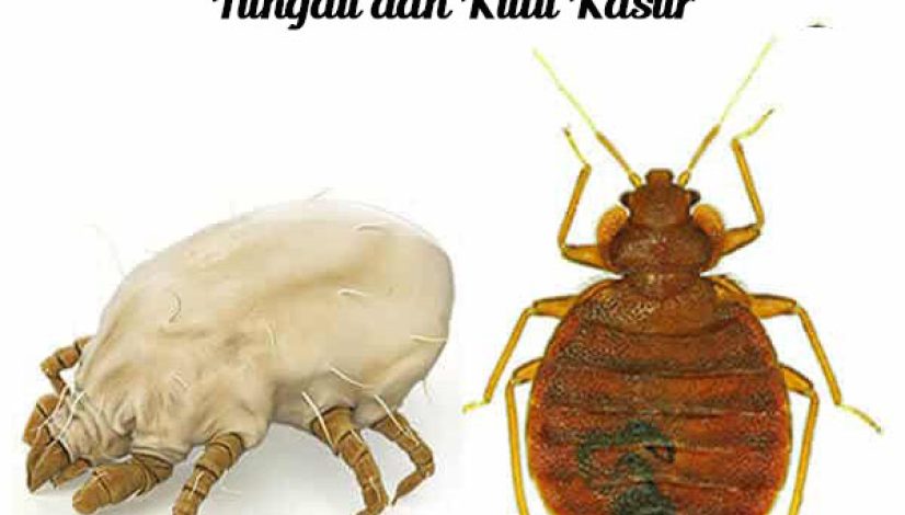 Perbedaan Tungau dan Kutu Kasur