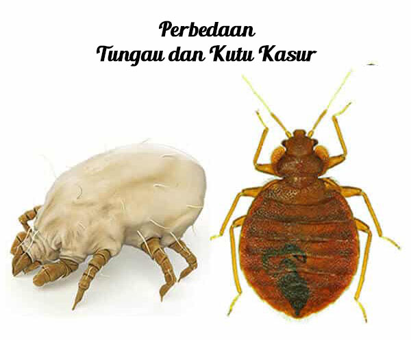 Perbedaan Tungau dan Kutu Kasur