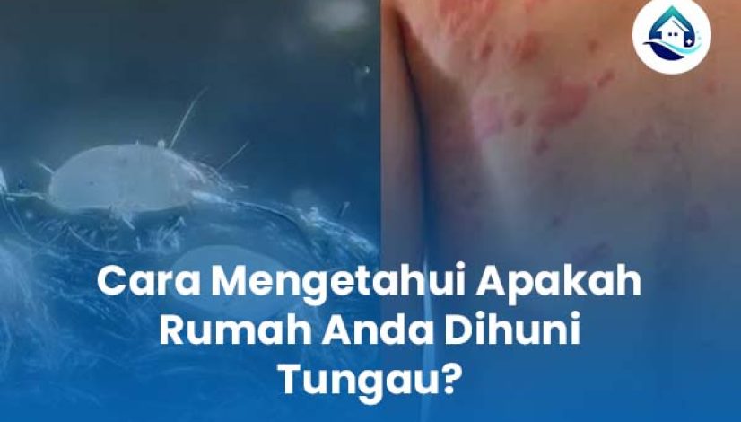 Cara Mengetahui Apakah Rumah Anda Dihuni Tungau