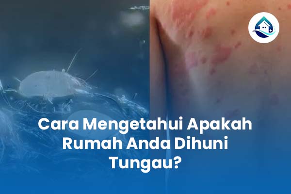 Cara Mengetahui Apakah Rumah Anda Dihuni Tungau