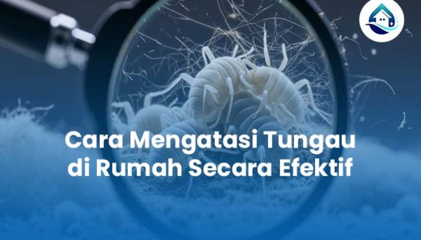 Cara Mengatasi Tungau di Rumah Secara Efektif